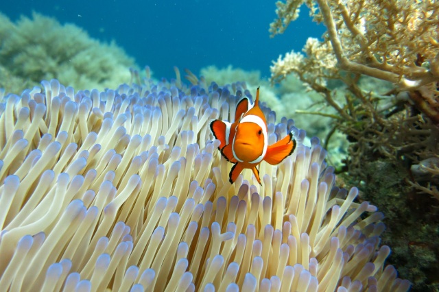 Found: another Nemo in Menjangan Island